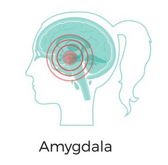 Amygdala