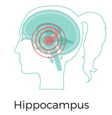 Hippocampus