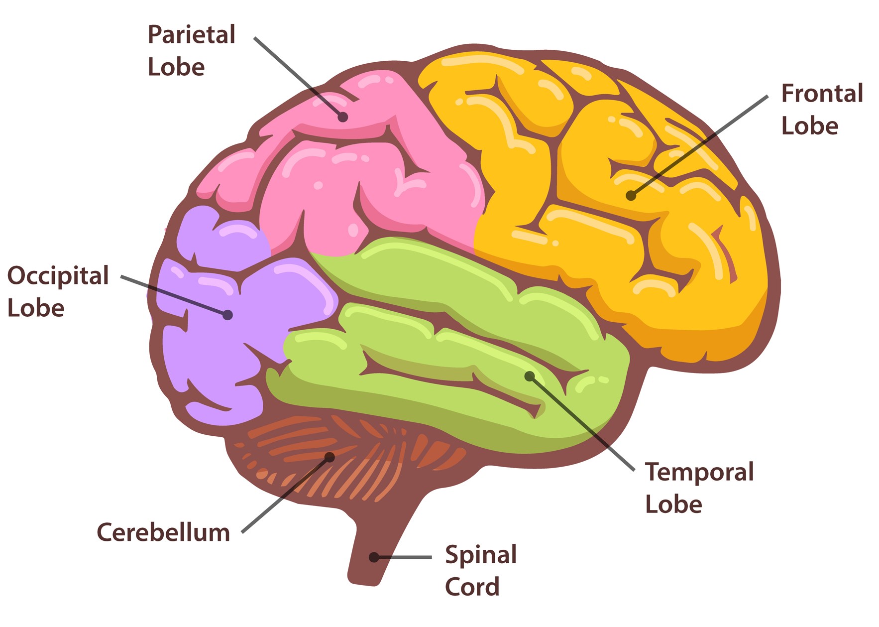 Parts of the human brain